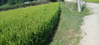 이형근님의 벼 · 영농일지 작성글 사진