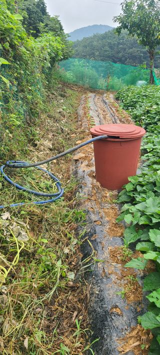 정응화님의 기타작물 · 영농일지 작성글 사진