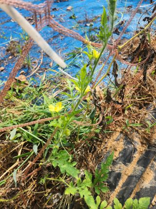 김영옥님의 기타작물 · 영농일지 작성글 사진