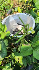 팜모닝 기타작물·영농일지 게시글 이미지