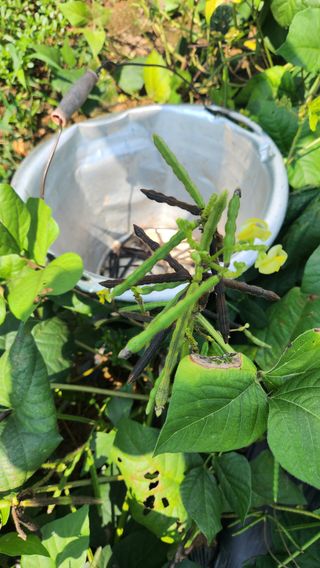 봉담고추님의 기타작물 · 영농일지 작성글 사진