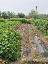 팜모닝 배추·영농일지 게시글 이미지