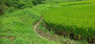 반성식님의 벼 · 영농일지 작성글 사진