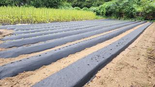 윤승호님의 배추 · 영농일지 작성글 사진