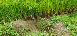 반성식님의 벼 · 영농일지 작성글 사진