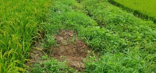 반성식님의 벼 · 영농일지 작성글 사진