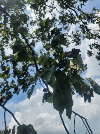 김영옥님의 기타작물 · 영농일지 작성글 사진