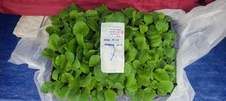 정응화님의 기타작물 · 영농일지 작성글 사진