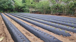 윤승호님의 배추 · 영농일지 작성글 사진