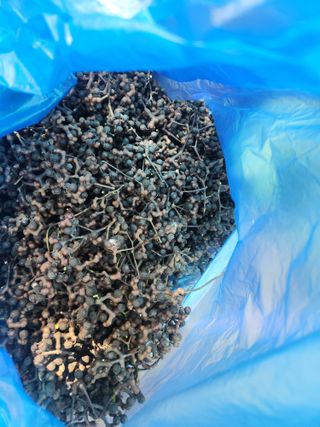 김영옥님의 기타작물 · 영농일지 작성글 사진