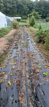팜모닝 양배추·영농일지 게시글 이미지