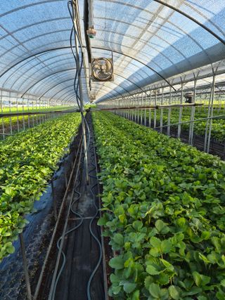 안병찬님의 딸기 · 영농일지 작성글 사진