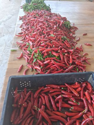 양파15542님의 기타작물 · 영농일지 작성글 사진