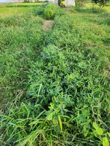 팜모닝 기타작물·영농일지 게시글 이미지