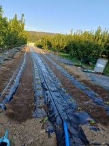 팜모닝 배추·영농일지 게시글 이미지