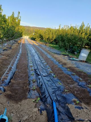 12345우각장당리님의 배추 · 영농일지 작성글 사진