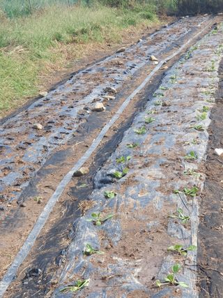 양파12861님의 고추 · 영농일지 작성글 사진