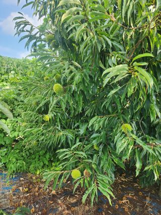 김영옥님의 기타작물 · 영농일지 작성글 사진