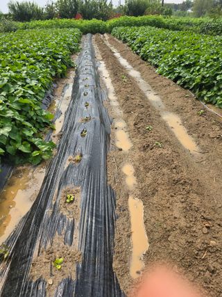 비타민님의 배추 · 영농일지 작성글 사진