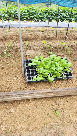 남상호 님의 배추 · 영농일지 작성글 사진