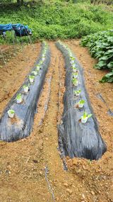 팜모닝 배추·영농일지 게시글 이미지