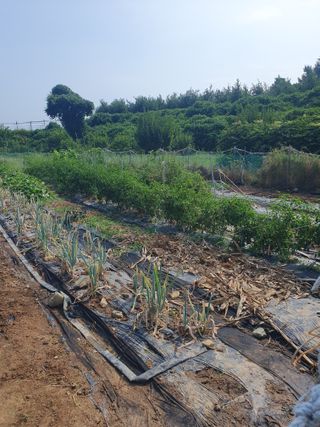 양파12861님의 고추 · 영농일지 작성글 사진