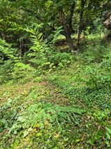 팜모닝 기타작물·영농일지 게시글 이미지