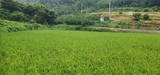 반성식님의 벼 · 영농일지 작성글 사진