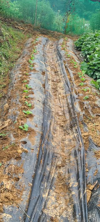 정응화님의 기타작물 · 영농일지 작성글 사진