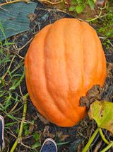 팜모닝 기타작물·영농일지 게시글 이미지