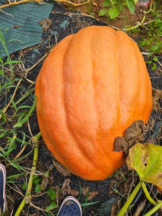 선우농장님의 기타작물 · 영농일지 작성글 사진