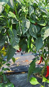 팜모닝 고추·영농일지 게시글 이미지