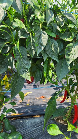 봉담고추님의 고추 · 영농일지 작성글 사진