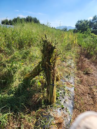 박병한님의 기타작물 · 영농일지 작성글 사진