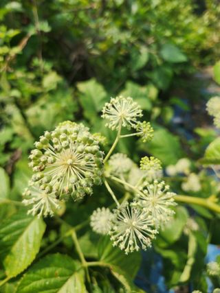 김영옥님의 기타작물 · 영농일지 작성글 사진