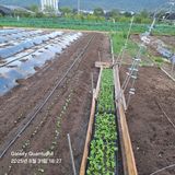 팜모닝 배추·영농일지 게시글 이미지