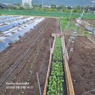 (복조리농장)김찬두님의 배추 · 영농일지 작성글 사진