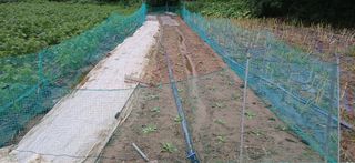 이형근님의 기타작물 · 영농일지 작성글 사진