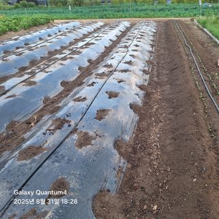 (복조리농장)김찬두님의 배추 · 영농일지 작성글 사진