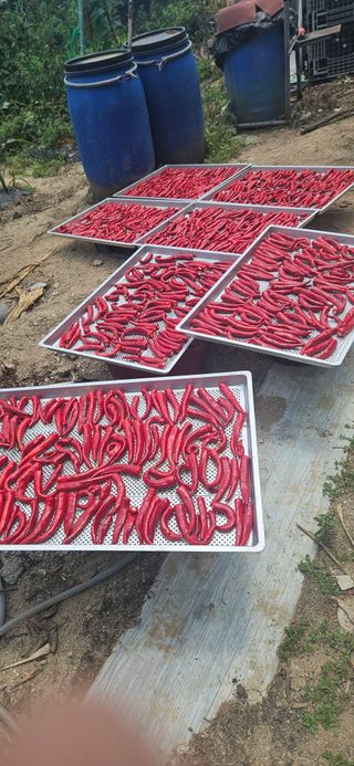 이규동님의 고추 · 영농일지 작성글 사진