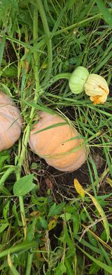 팜모닝 호박·영농일지 게시글 이미지