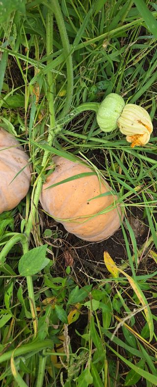 Captain김상곤님의 호박 · 영농일지 작성글 사진