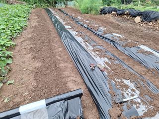 한정술님의 배추 · 영농일지 작성글 사진