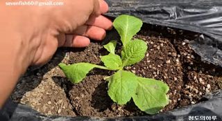 김중언님의 배추 · 영농일지 작성글 사진