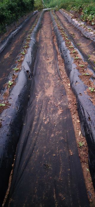 매실21434님의 배추 · 영농일지 작성글 사진