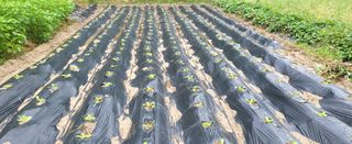 고구마15091님의 배추 · 영농일지 작성글 사진