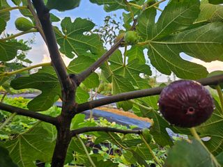 보리수치유농장님의 기타작물 · 영농일지 작성글 사진