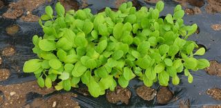 Kns4324님의 배추 · 영농일지 작성글 사진