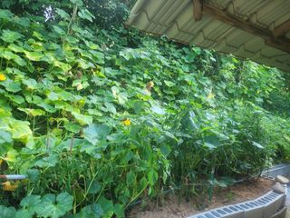 김춘성님의 기타작물 · 영농일지 작성글 사진