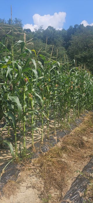 이규동님의 고추 · 영농일지 작성글 사진